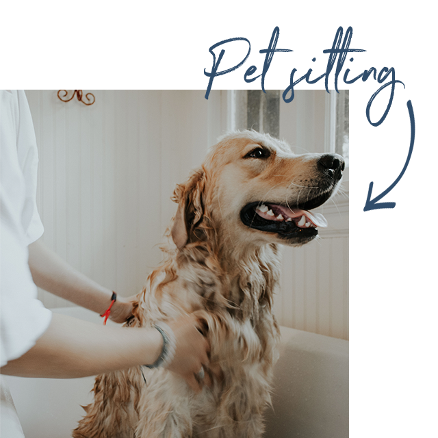 pet sit